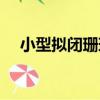 小型擬閉珊瑚（關于小型擬閉珊瑚簡介）