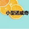 小型諾威奇梗（關于小型諾威奇梗簡介）