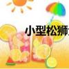 小型松獅犬（關于小型松獅犬簡介）
