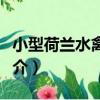 小型荷蘭水禽獵犬（關于小型荷蘭水禽獵犬簡介）