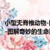 小型無脊椎動物-圖解奇妙的生命簡史（關于小型無脊椎動物-圖解奇妙的生命簡史簡介）