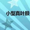 小型真葉肢介（關于小型真葉肢介簡介）