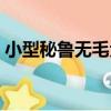 小型秘魯無毛犬（關于小型秘魯無毛犬簡介）