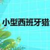 小型西班牙獵犬（關于小型西班牙獵犬簡介）