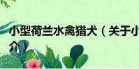小型荷蘭水禽獵犬(關于小型荷蘭水禽獵犬簡介)