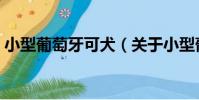 小型葡萄牙可犬(關于小型葡萄牙可犬簡介)