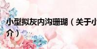 小型擬灰內溝珊瑚(關于小型擬灰內溝珊瑚簡介)
