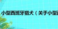 小型西班牙獵犬(關于小型西班牙獵犬簡介)