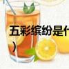 五彩繽紛是什么生肖字（五彩繽紛是什么生肖）
