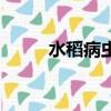 水稻病蟲害有哪些（水稻病蟲害）