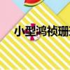 小型鴻禎珊瑚（關于小型鴻禎珊瑚簡介）