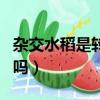 雜交水稻是轉基因嗎視頻（雜交水稻是轉基因嗎）
