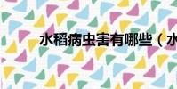水稻病蟲害有哪些(水稻病蟲害)