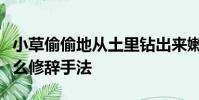 小草偷偷地從土里鉆出來嫩嫩的綠綠的用了什么修辭手法