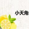 小天角蟻（關于小天角蟻簡介）