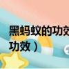 黑螞蟻的功效與作用黑螞蟻怎么吃（黑螞蟻的功效）