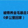 被寄養金毛暴走100多公里回家坑就坑（被寄養金毛暴走100多公里回家）