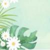 草莓ap