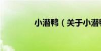 小潛鴨(關于小潛鴨簡介)