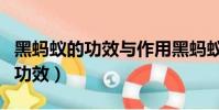 黑螞蟻的功效與作用黑螞蟻怎么吃(黑螞蟻的功效)