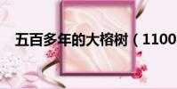 五百多年的大榕樹(1100歲古榕樹倒塌)
