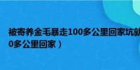 被寄養金毛暴走100多公里回家坑就坑(被寄養金毛暴走100多公里回家)