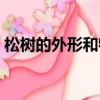 松樹的外形和特點（松樹的外形特征和作用）