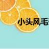 小頭風毛菊（關于小頭風毛菊簡介）
