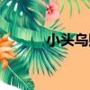 小頭烏賊（關于小頭烏賊簡介）
