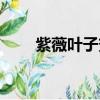 紫薇葉子變黑是什么原因（紫薇葉）
