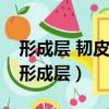 形成層 韌皮部 木質部之間的位置和關系圖（形成層）