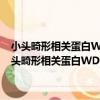 小頭畸形相關蛋白WDR62在大腦皮層神經遷移中的功能研究（關于小頭畸形相關蛋白WDR62在大腦皮層神經遷移中的功能研究簡介）