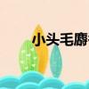 小頭毛麝香（關于小頭毛麝香簡介）
