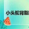 小頭駝背脂鯉（關于小頭駝背脂鯉簡介）