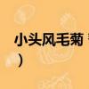 小頭風毛菊 暫擬（關于小頭風毛菊 暫擬簡介）