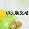 小頭狀義馬果（關于小頭狀義馬果簡介）