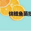 錦鯉魚苗批發多少錢一斤（錦鯉魚苗）