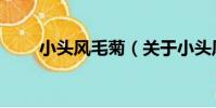 小頭風毛菊(關于小頭風毛菊簡介)