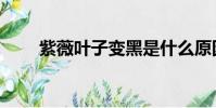 紫薇葉子變黑是什么原因(紫薇葉)