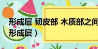 形成層 韌皮部 木質部之間的位置和關系圖(形成層)