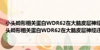 小頭畸形相關蛋白WDR62在大腦皮層神經遷移中的功能研究(關于小頭畸形相關蛋白WDR62在大腦皮層神經遷移中的功能研究簡介)