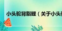 小頭駝背脂鯉(關于小頭駝背脂鯉簡介)
