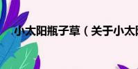 小太陽瓶子草(關于小太陽瓶子草簡介)