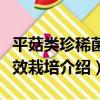 平菇類珍稀菌高效栽培（關于平菇類珍稀菌高效栽培介紹）