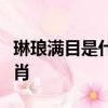 琳瑯滿目是什么生肖春秋戰國亂紛紛是什么生肖