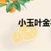 小玉葉金花（關于小玉葉金花簡介）