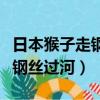 日本猴子走鋼絲過河是怎么回事（日本猴子走鋼絲過河）