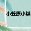 小笠原小煤炱（關于小笠原小煤炱簡介）