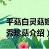 平菇白靈菇姬菇秀珍菇（關于平菇白靈菇姬菇秀珍菇介紹）