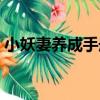 小妖妻養成手冊（關于小妖妻養成手冊簡介）